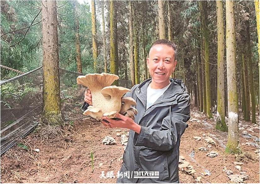 扎佐林场4800亩菌田撬动亿元产值